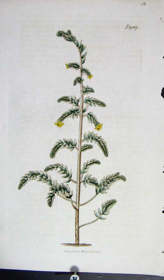 Original Old Antique Print Curtis Botanical 1807 Plate *1949 Hand Coloured 19th