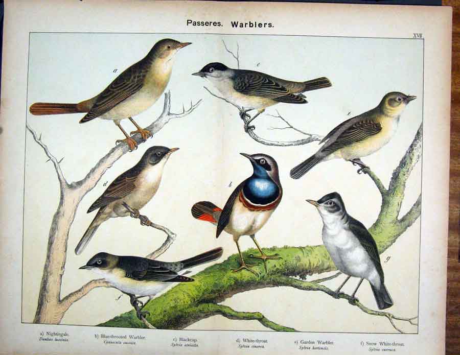 Original Old Antique Print Passeres Nightingale Garden Warbler Schubert 1889