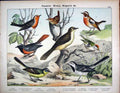 Original Old Antique Print Passeres Wrens White Wagtail