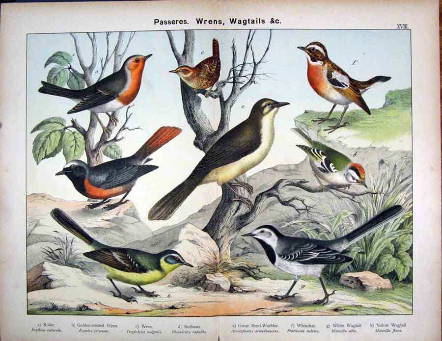 Original Old Antique Print Passeres Wrens White Wagtail