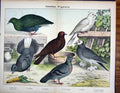 Original Old Antique Print Columbae Rockdove Tern Pigeon