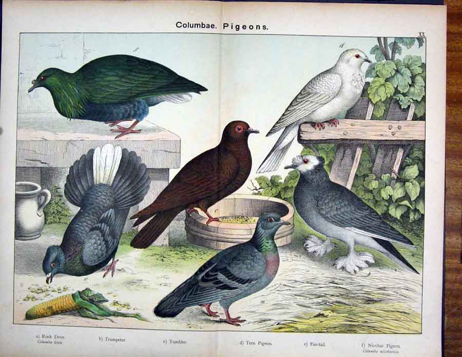 Original Old Antique Print Columbae Rockdove Tern Pigeon