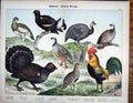 Original Old Antique Print Gallinae Ptarmigan Grouse Partridge