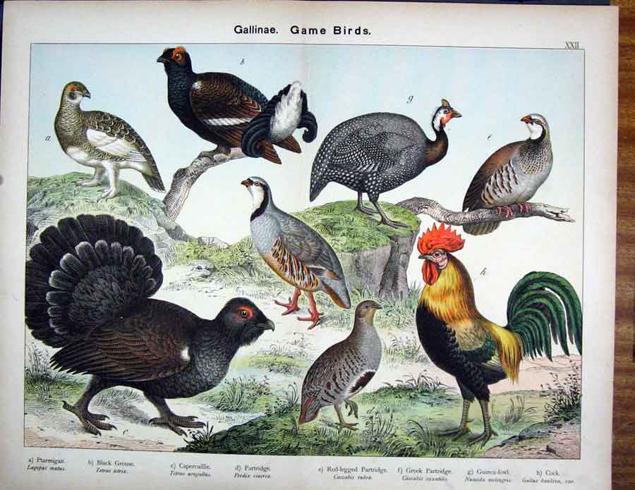 Original Old Antique Print Gallinae Ptarmigan Grouse Partridge