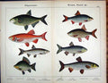 Original Old Antique Print Physostomi Bream Roach Carp Rudd Chub