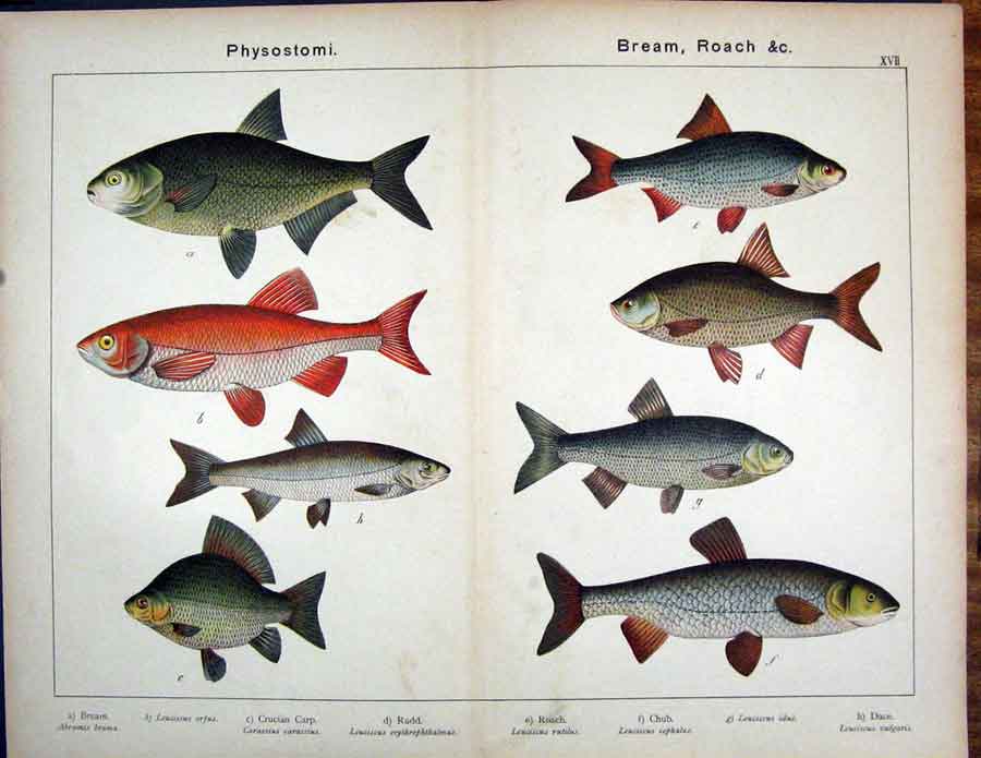 Original Old Antique Print Physostomi Bream Roach Carp Rudd Chub