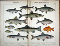 Original Old Antique Print Physostomi Minnow Barbel Salmon Gfish
