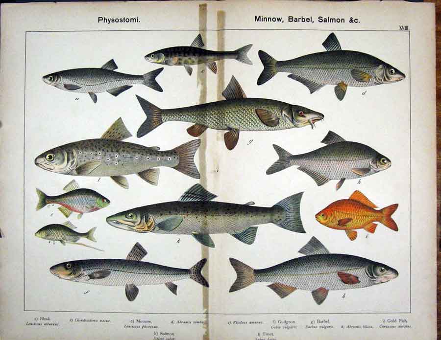 Original Old Antique Print Physostomi Minnow Barbel Salmon Gfish