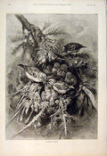 Old Antique Print Bird Birds Nest Chicks Hungry Family Wild Fine Art 1892 19th