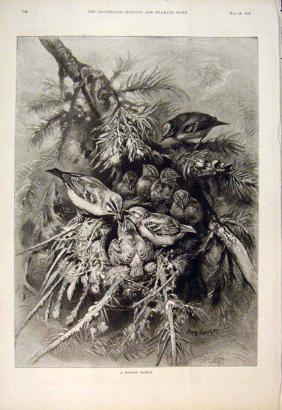 Old Antique Print Bird Birds Nest Chicks Hungry Family Wild Fine Art 1892 19th
