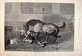 Original Old Antique Print Nobbler Berkeley Horse Stable 1892 19th