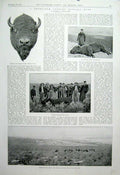 Original Old Antique Print A Twentieth Century Buffalo Hunt 1904 America 20th