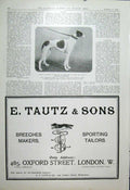Original Old Antique Print Major De Castro'S Greyhound Bitch 1904 Dogs 20th