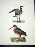 Original Old Antique Print Hill New York C1842 Marsh Birds 19th