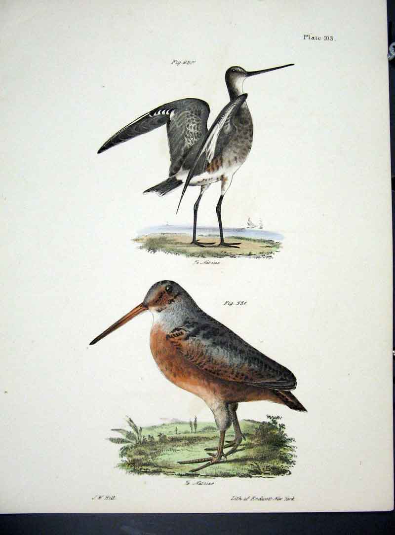 Original Old Antique Print Hill New York C1842 Marsh Birds 19th