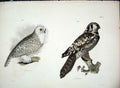 Original Old Antique Print Hill New York C1842 PlateBirds 19th