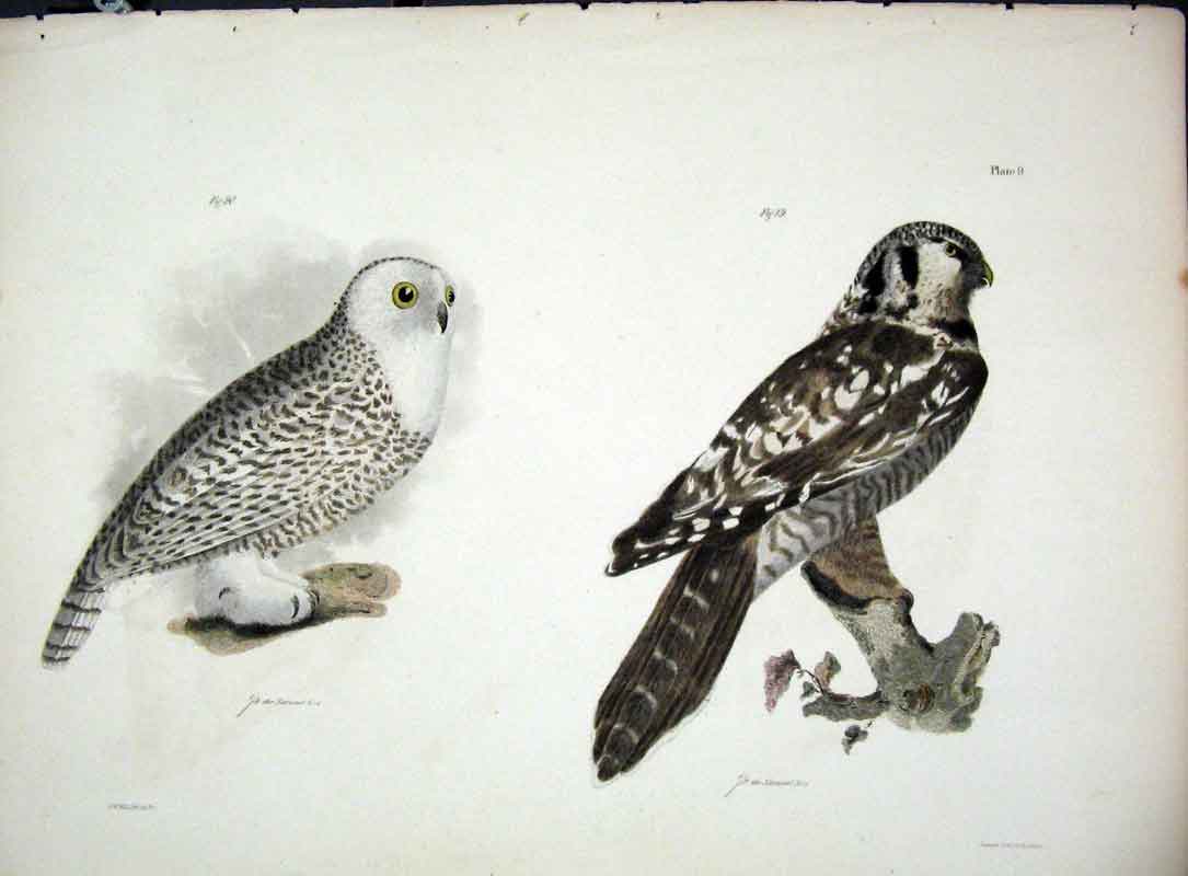 Original Old Antique Print Hill New York C1842 PlateBirds 19th