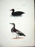 Original Old Antique Print Hill New York C1842 Plate 109 Water Birds Victorian