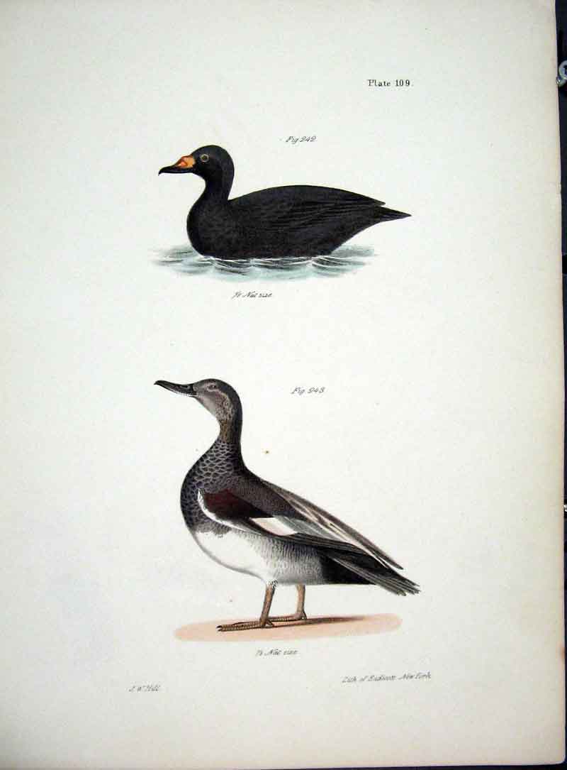 Original Old Antique Print Hill New York C1842 Plate 109 Water Birds Victorian