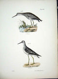 Original Old Antique Print Hill New York C1842 Plate 94 Birds 19th
