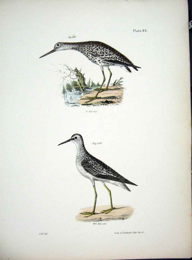 Original Old Antique Print Hill New York C1842 Plate 94 Birds 19th