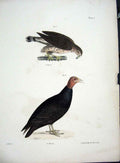 Original Old Antique Print Hill New York C1842 PlateBirds 19th