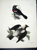 Original Old Antique Print Hill New York C1842 Eastern Redwing 19th