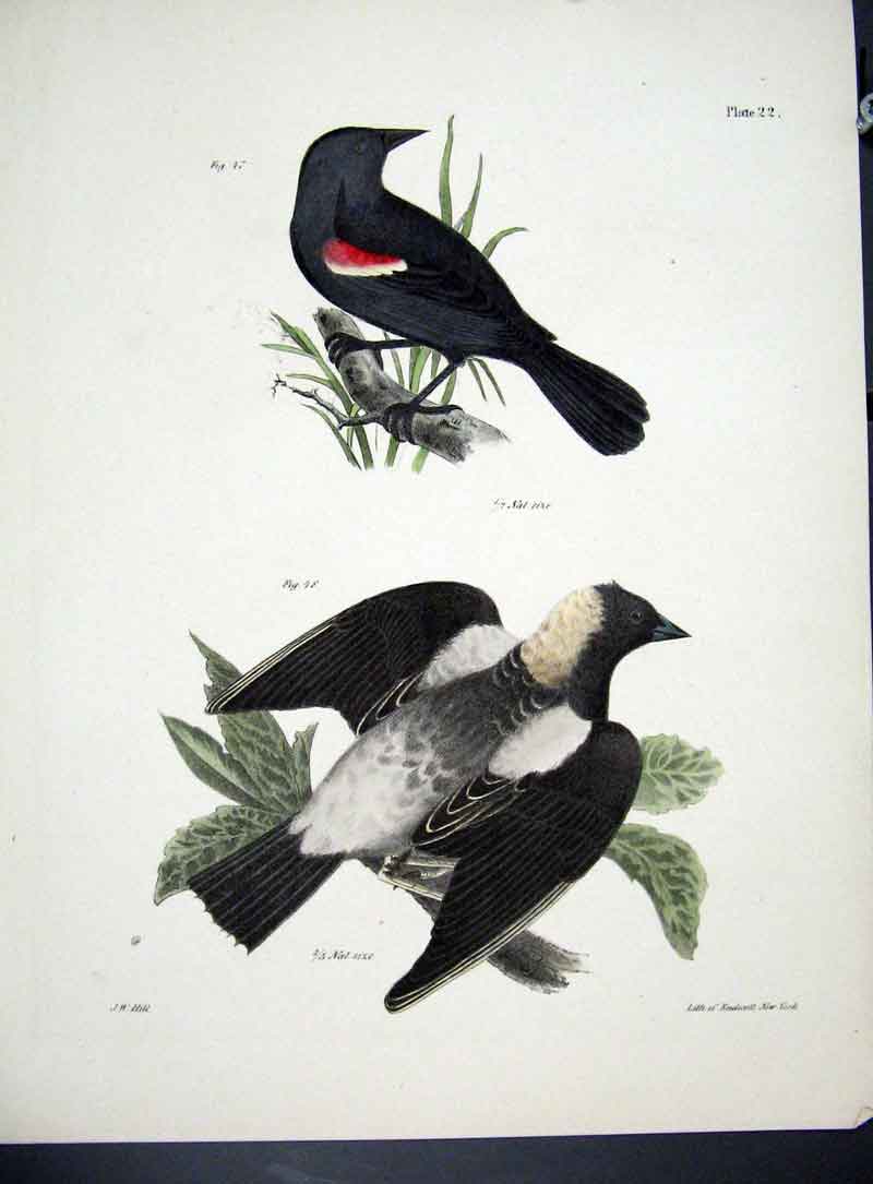 Original Old Antique Print Hill New York C1842 Eastern Redwing 19th
