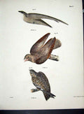 Original Old Antique Print Hill New York C1842 Birds Plate 27 19th