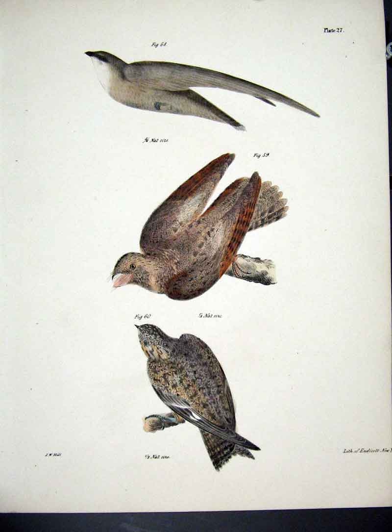 Original Old Antique Print Hill New York C1842 Birds Plate 27 19th