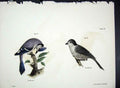 Original Old Antique Print Hill New York C1842 Plate 25 Birds 19th