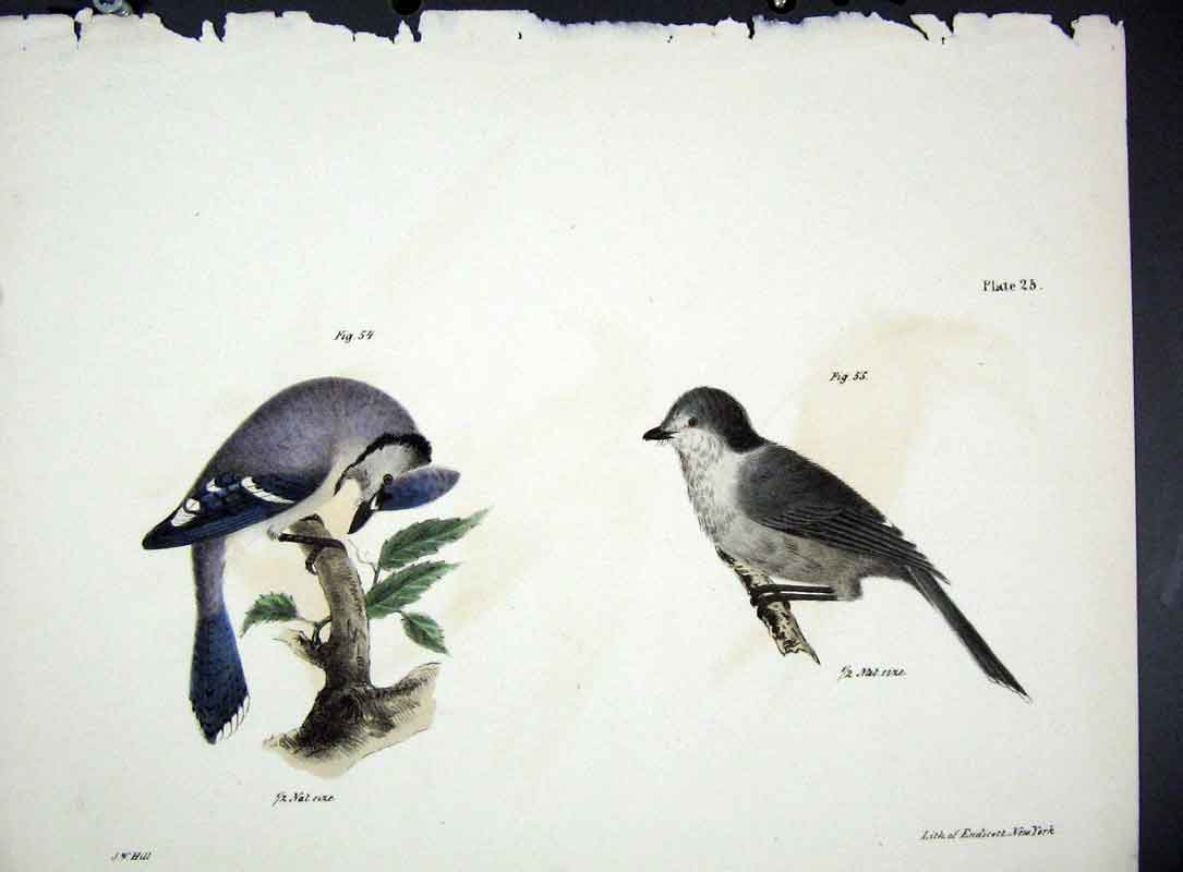 Original Old Antique Print Hill New York C1842 Plate 25 Birds 19th