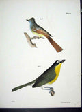 Original Old Antique Print Hill New York C1842 Plate 32 Birds 19th