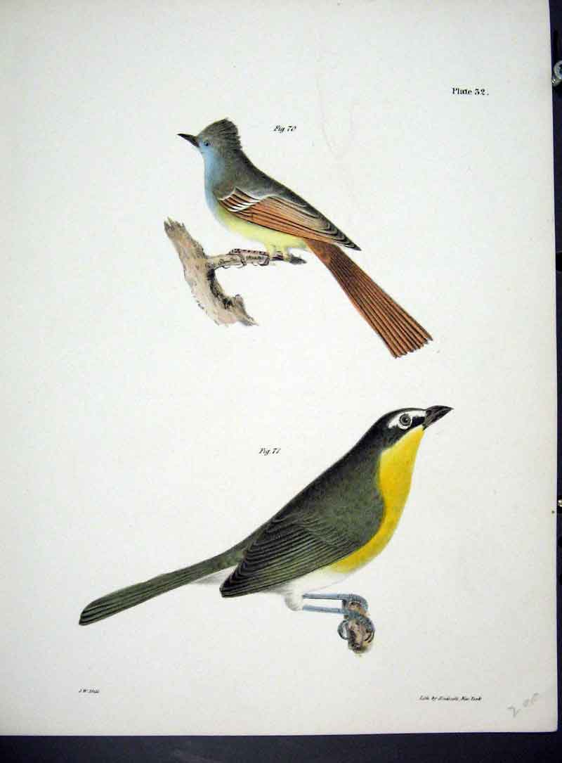 Original Old Antique Print Hill New York C1842 Plate 32 Birds 19th