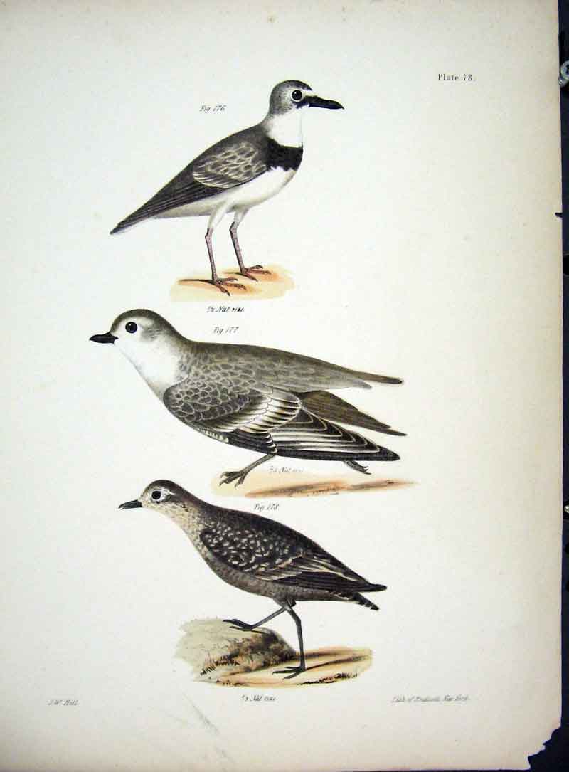 Original Old Antique Print Hill New York C1842 Plate 78 Birds 19th