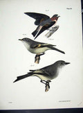 Original Old Antique Print Hill New York C1842 Birds Plate 30 19th