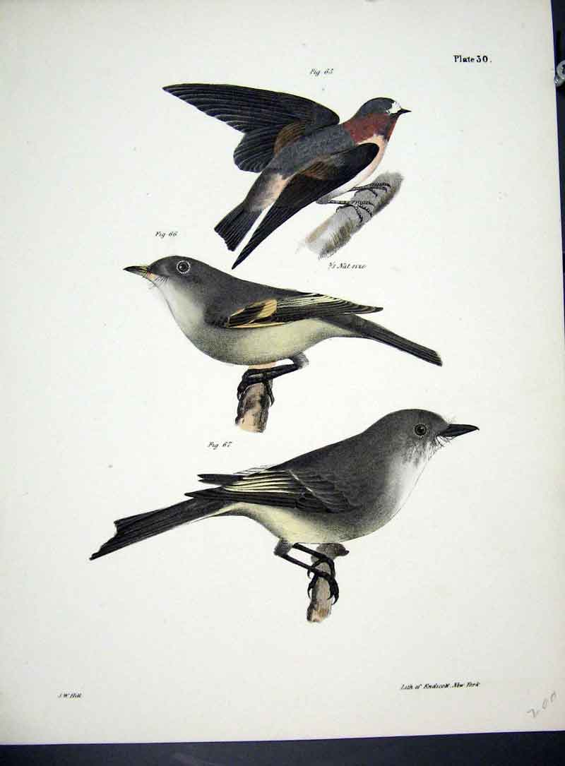 Original Old Antique Print Hill New York C1842 Birds Plate 30 19th