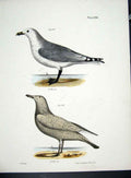 Original Old Antique Print Hill New York C1842 Gulls Plate 130 19th