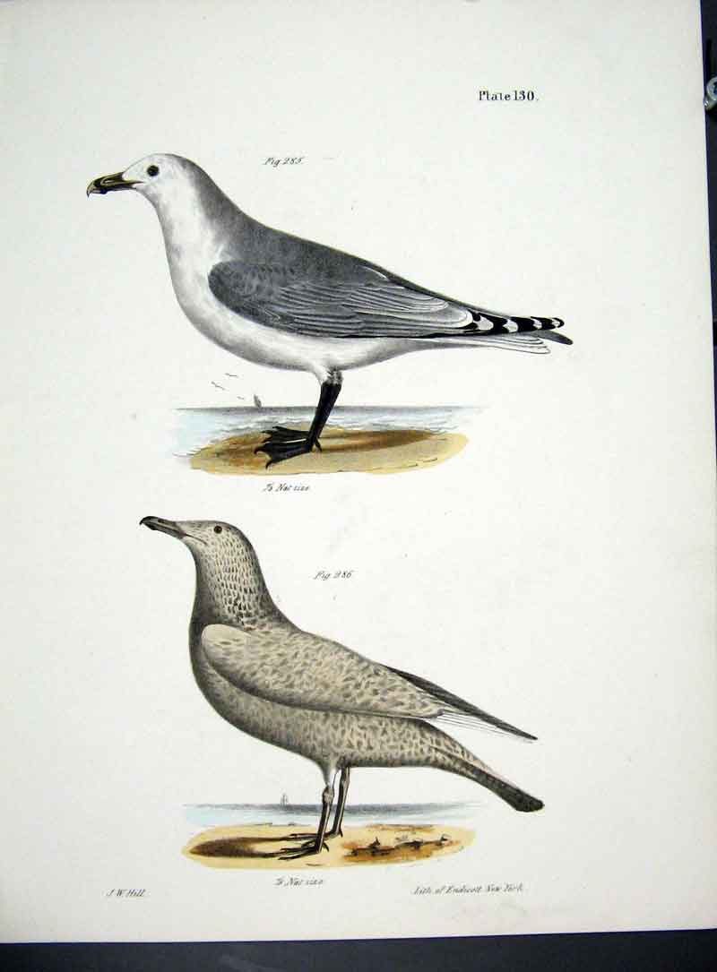 Original Old Antique Print Hill New York C1842 Gulls Plate 130 19th