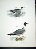 Original Old Antique Print Hill New York C1842 Gulls Plate 132 19th