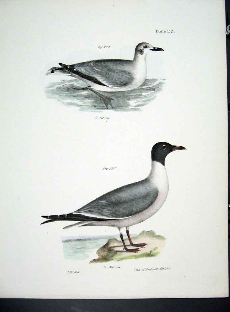 Original Old Antique Print Hill New York C1842 Gulls Plate 132 19th