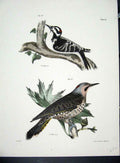 Original Old Antique Print Hill New York C1842 Birds Plate 15 19th
