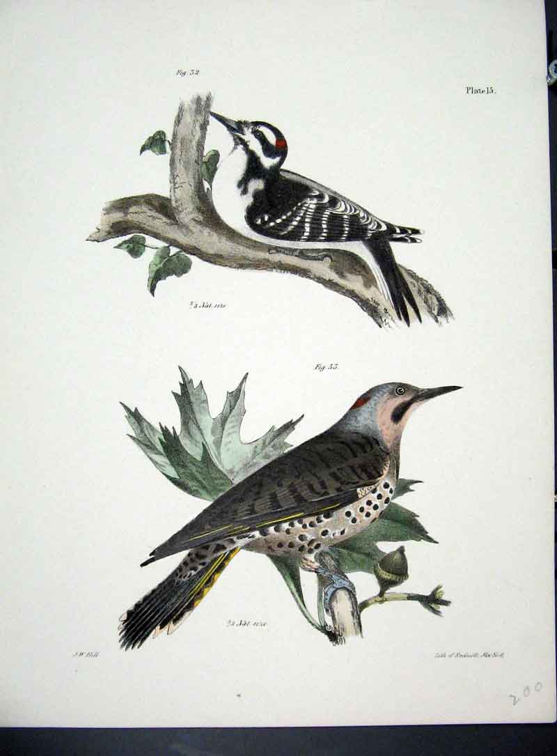 Original Old Antique Print Hill New York C1842 Birds Plate 15 19th