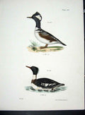 Original Old Antique Print Hill New York C1842 Water Birds Plate 120 Victorian