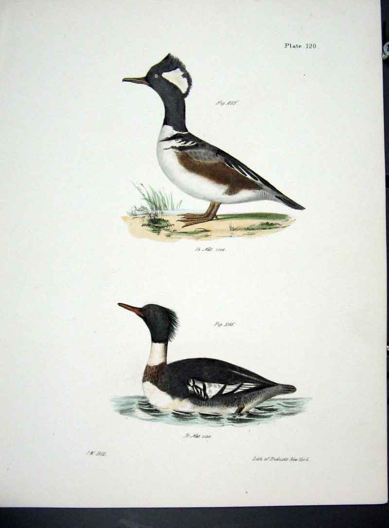 Original Old Antique Print Hill New York C1842 Water Birds Plate 120 Victorian