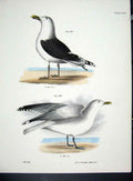 Original Old Antique Print Hill New York C1842 Gulls Plate 129 19th