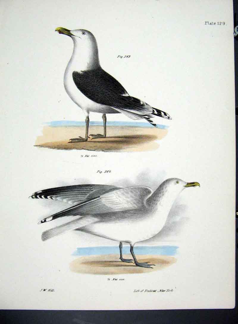 Original Old Antique Print Hill New York C1842 Gulls Plate 129 19th