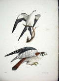 Original Old Antique Print Hill New York C1842 Hawks Plate 19th