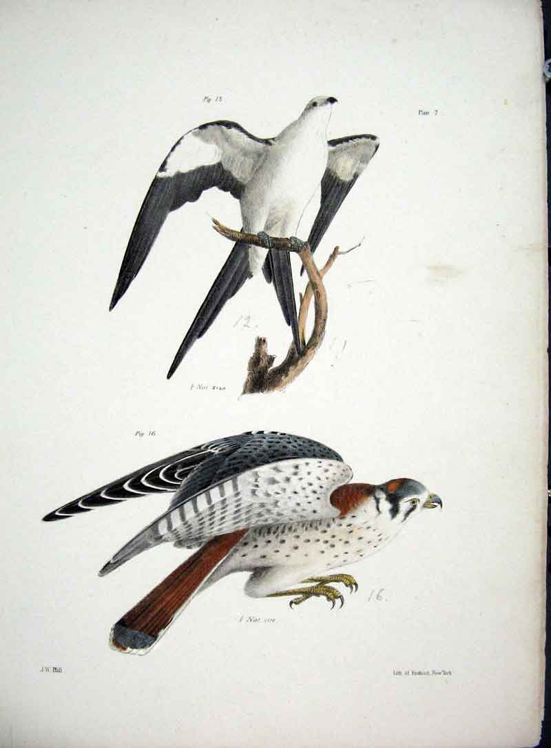 Original Old Antique Print Hill New York C1842 Hawks Plate 19th