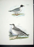 Original Old Antique Print Hill New York C1842 Plate 131 Gulls 19th